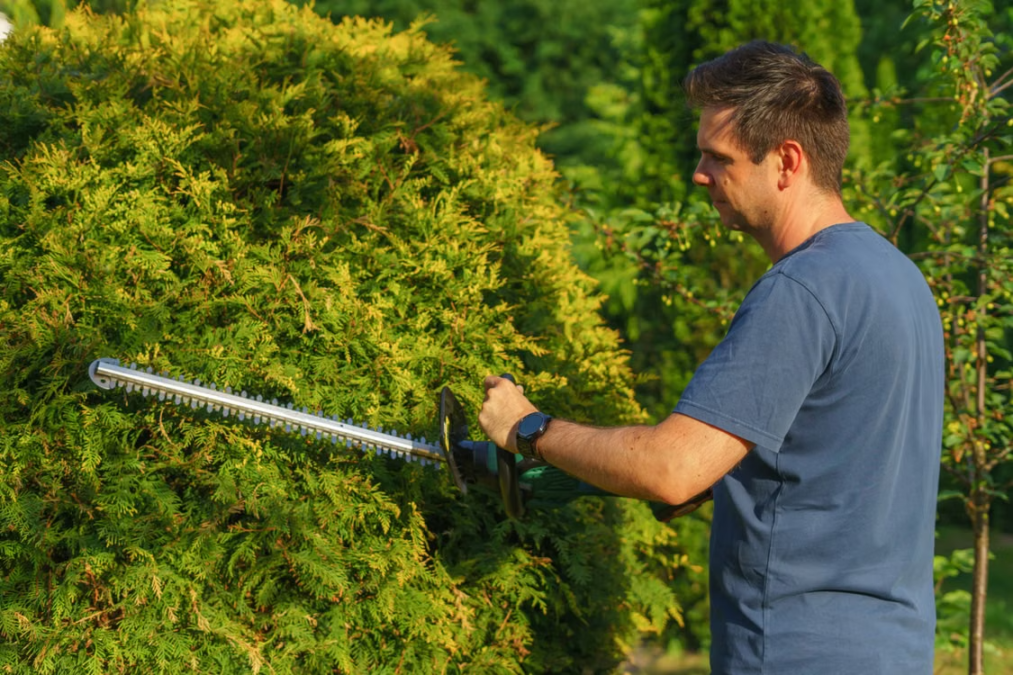 Eine Hecke Eine Hecke