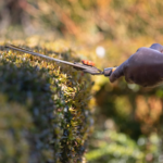 Eine Hecke schneiden: Der richtige Zeitpunkt und die beste Technik